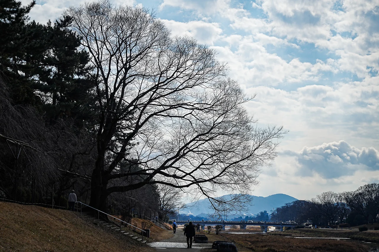 京都鴨川河畔春日裸樹與遠山的景致