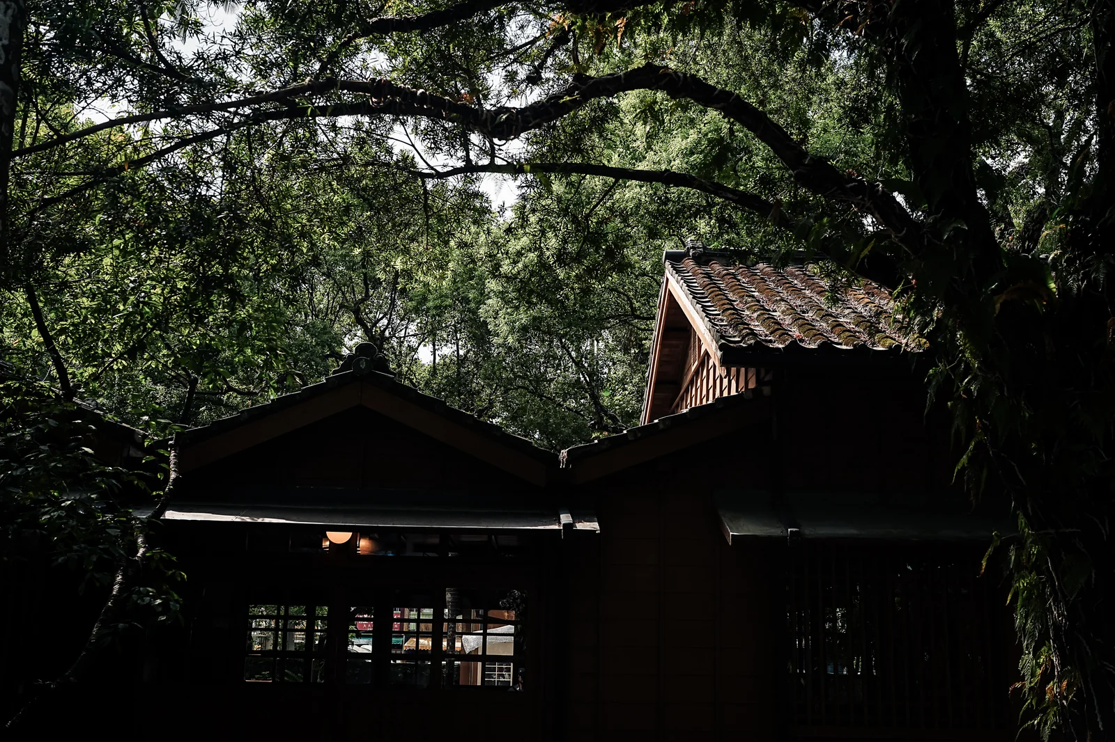 濃密樹林中傳統建築的光影對比