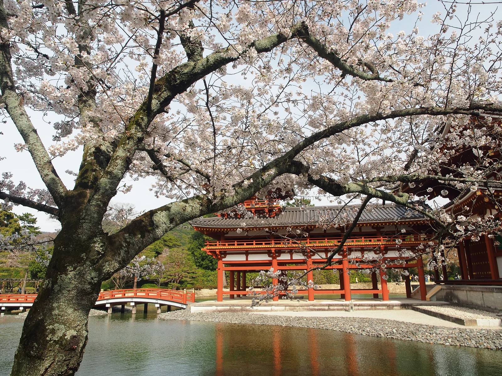 平等院鳳凰堂池塘邊盛開的櫻花樹與古建築