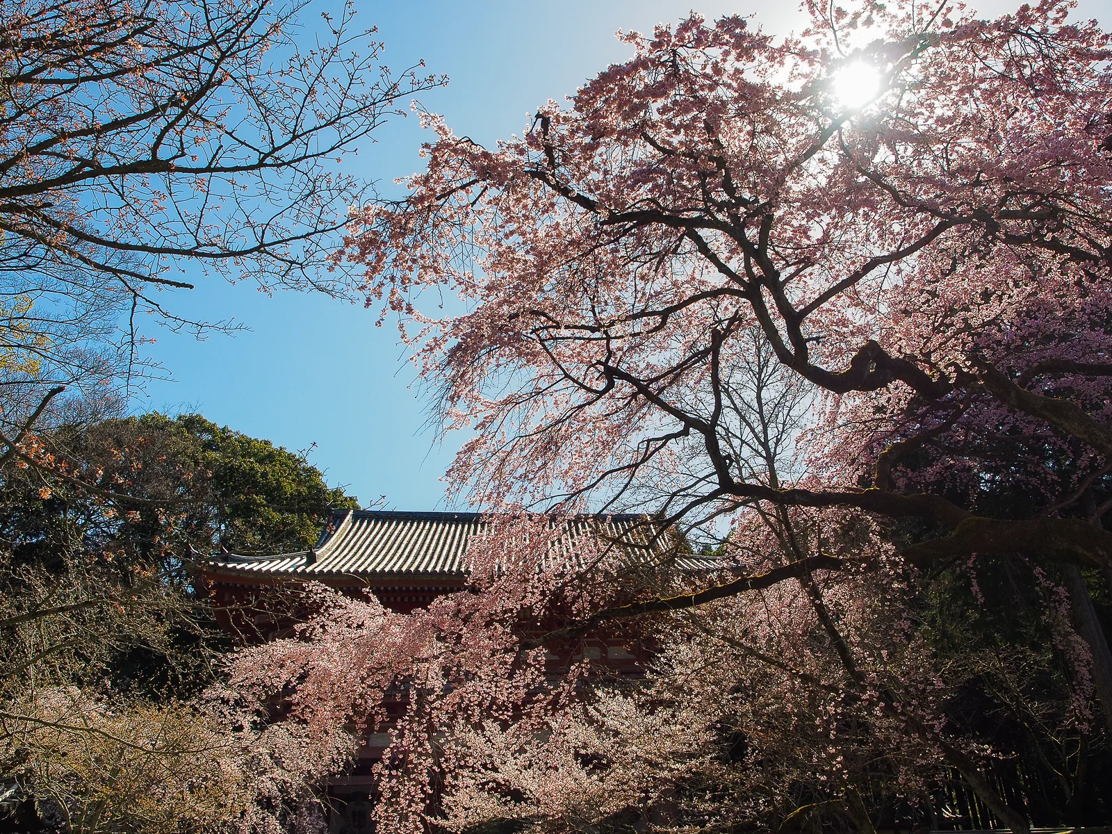 醍醐寺賞櫻的遊客與盛開櫻花樹及紅橋庭園