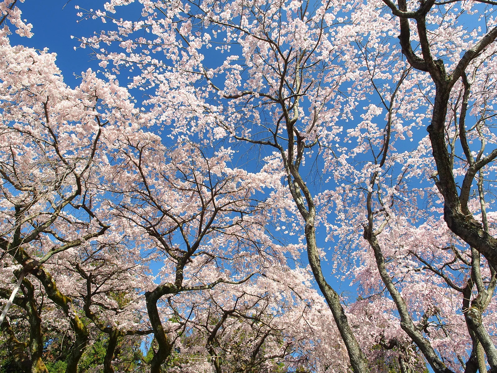 醍醐寺盛開的八重櫻多層花瓣特寫