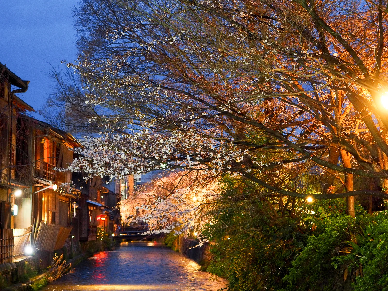 京都祇園白川夜晚點燈的盛開櫻花樹與古舊木造建築