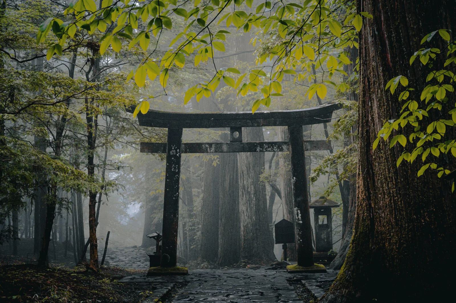 瀧尾三本杉神社鳥居洞口設計，古樹與石壁環繞的神聖門檻