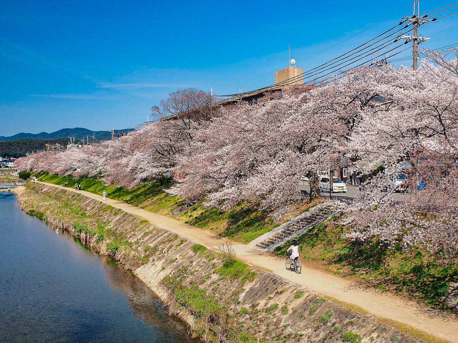 走讀京都 (四）- 來自千年的微風，鴨川周邊，下鴨神社，伏見稻荷大社